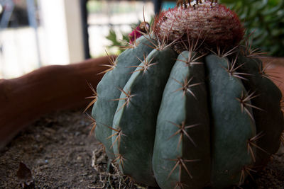 Close-up of succulent plant