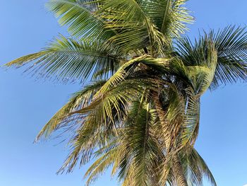 Low angle view of palm tree against blue sky