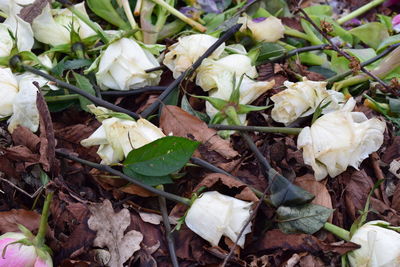 Close-up of autumn leaves