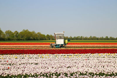 View of flowering plants on field against clear sky