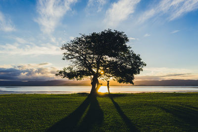 Tree on field by lake against sky