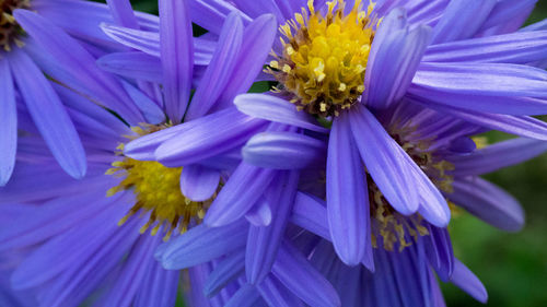 Close-up of purple flowering plant