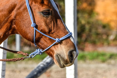 Close-up of horse standing outdoors