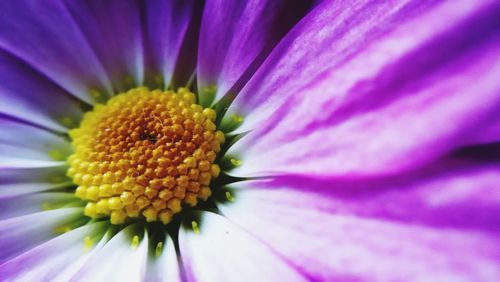 Close-up of purple flower