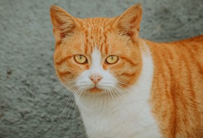 Close-up portrait of a cat