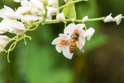 Close-up of bee on flower