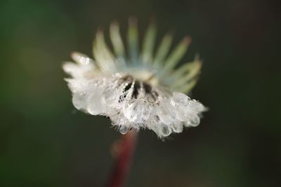 Close-up of wet white flowering plant