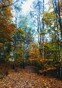 Trees in forest