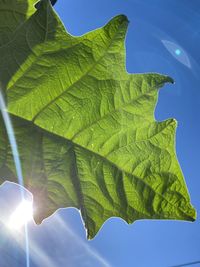 Low angle view of sunlight streaming through leaves