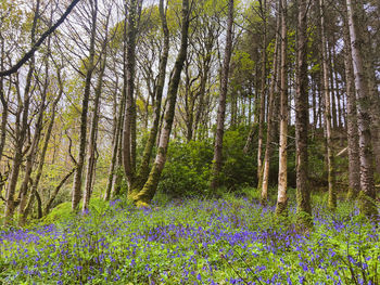 Scenic view of flowering trees in forest