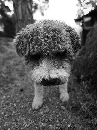 Dog looking away on field