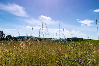 Scenic view of grassy field against sky