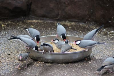 Close-up of birds in water