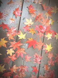 Maple leaves in autumn