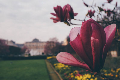 Close-up of pink flowers