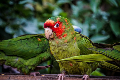 Close-up of parrot perching on tree