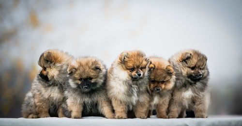 Flock of dogs in the winter