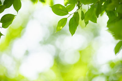 Low angle view of leaves against sky