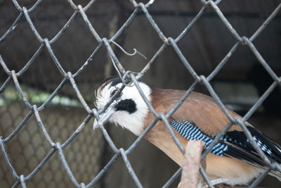 Close-up of chainlink fence in cage at zoo