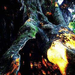 Close-up of tree trunk