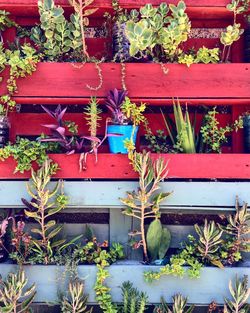 Potted plants against ivy