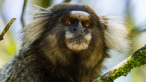 Close-up of monkey looking away