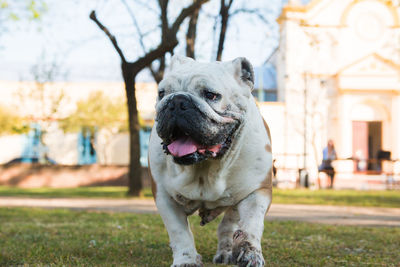 Cute english bulldog