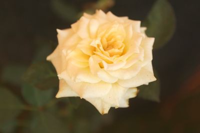 High angle view of yellow rose growing outdoors