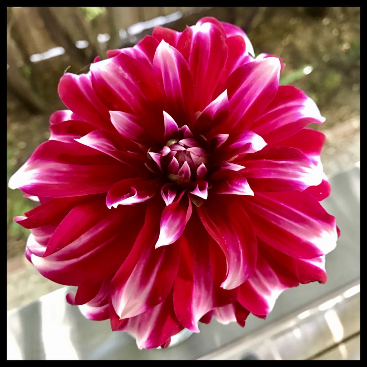flower, fragility, petal, beauty in nature, nature, flower head, freshness, close-up, blooming, growth, plant, no people, pink color, day, outdoors, dahlia