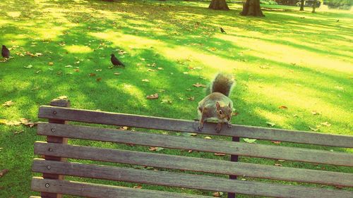 Outdoors on grassy field