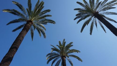 Low angle view of palm trees