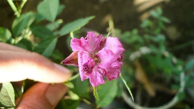 flower, person, holding, petal, fragility, freshness, flower head, part of, focus on foreground, cropped, pink color, human finger, unrecognizable person, close-up, single flower, beauty in nature, growth