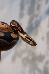 Close-up of butterfly