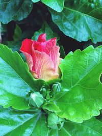 Close-up of pink plant