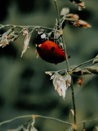 Close-up of ladybug on flower