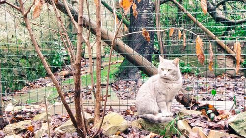 Cat relaxing on tree trunk