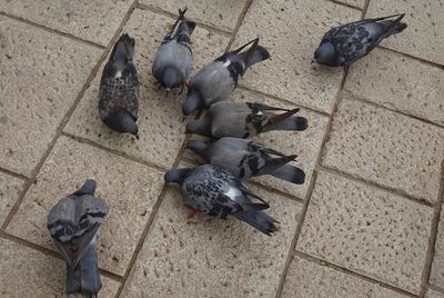 High angle view of pigeons on floor