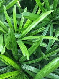 Full frame shot of plant