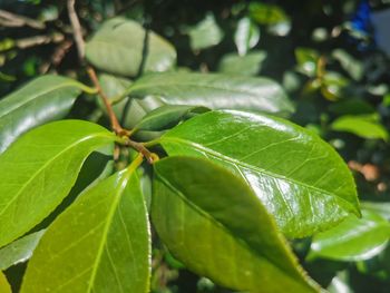 Close-up of leaves