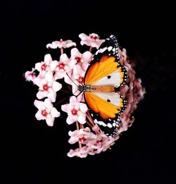 Close-up of butterfly perching on flower against black background