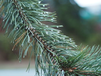 Close-up of pine tree branch