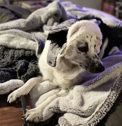 Dog looking away while relaxing on bed at home