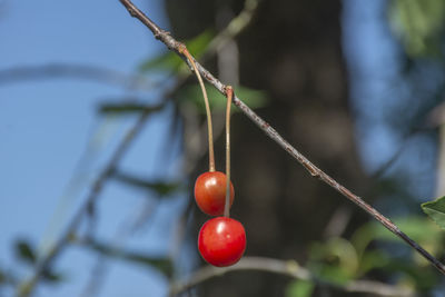 fruit