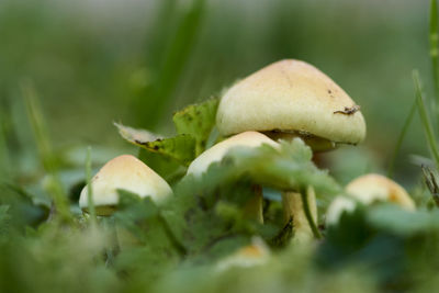 Close-up of mushrooms growing on land