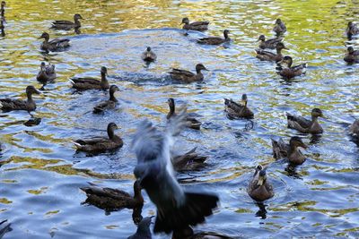 High angle view of ducks swimming in lake