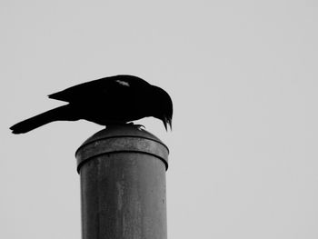 Low angle view of bird perching against clear sky