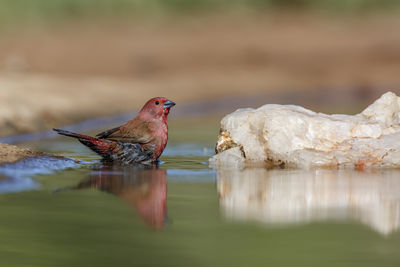 Close-up of bird perching on lake