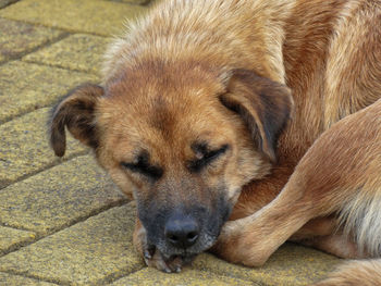 Close-up portrait of dog lying down