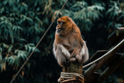 Close-up of monkey