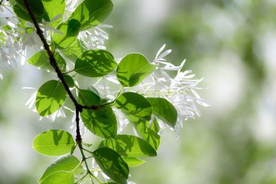 Close-up of fresh green leaves on tree